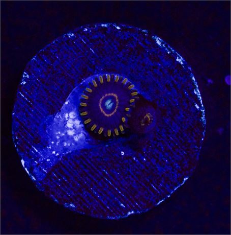 Blue Hornet Zoa