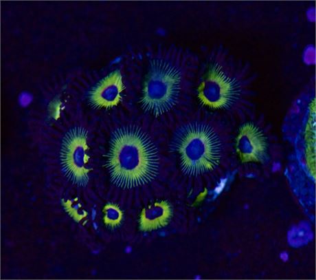 Bob Marley Zoa
