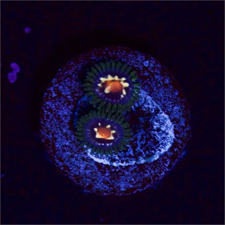 Daisy Cutter Zoa