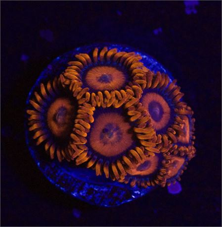 Orange Oxide Zoa