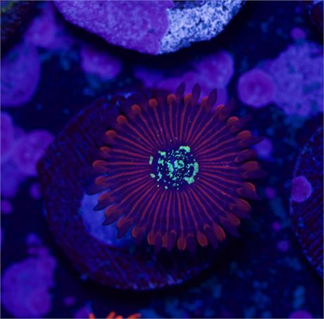 Magician Zoa