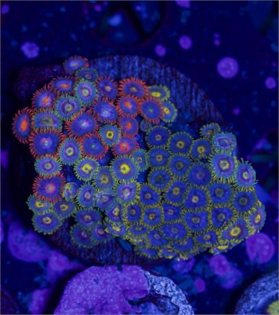 Mixed Zoa Rock