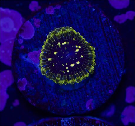 Exosphere Zoa