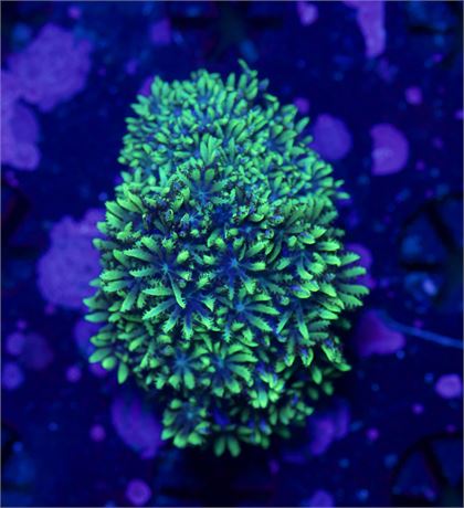 Blue Sympodium