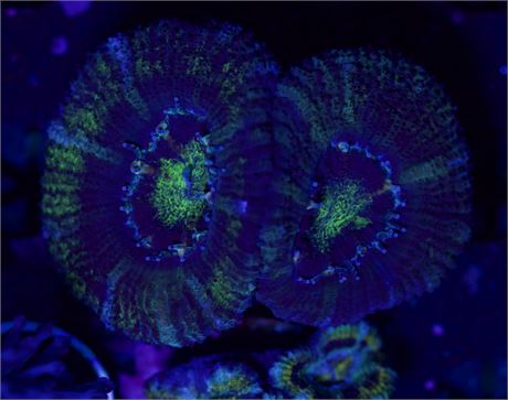 Green Acan (Large Heads)