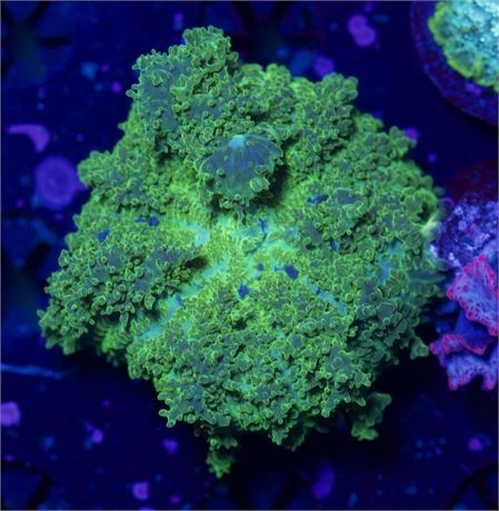 Neon Green Rhodactis