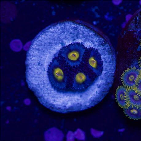 AOI (4 Polyp)
