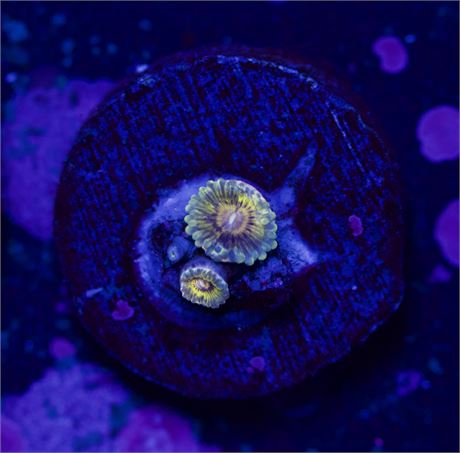 Lemon Limes Zoa