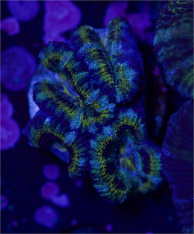 Teal Pin Stripe Acan