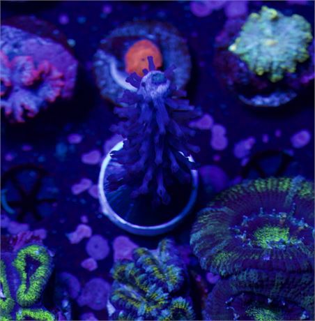 Tracy Morgan Gorgonian